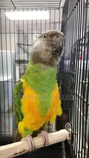 Senegal Lee Bird (Senegalus)