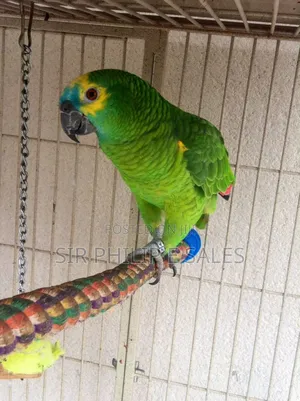 Senegal Lee Bird (Senegalus)