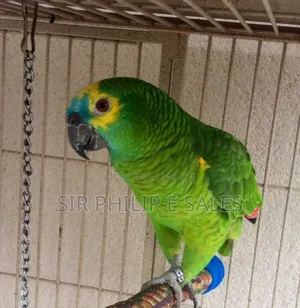 Senegal Lee Bird (Senegalus)