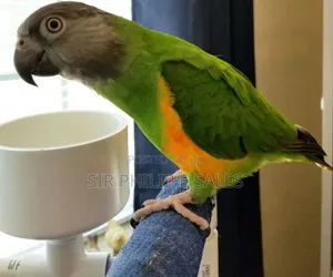 Senegal Lee Bird (Senegalus)