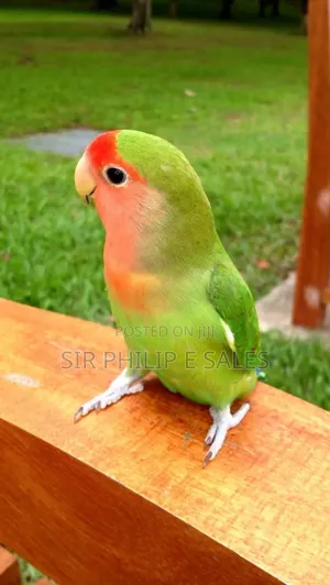 Cute Lovebirds
