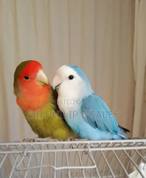 Cute Lovebirds