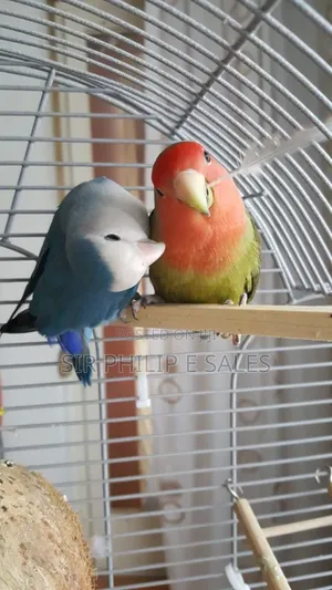 Cute Lovebirds