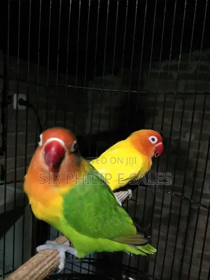 Cute Lovebirds