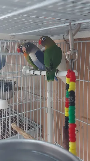 Cute Lovebirds