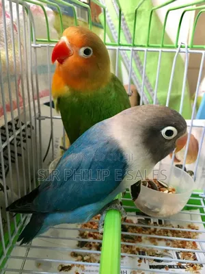 Cute Lovebirds