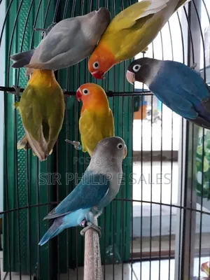 Cute Lovebirds