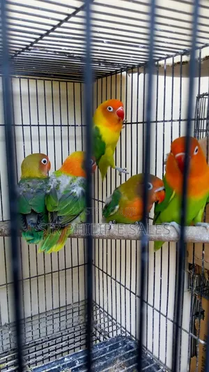 Cute Lovebirds