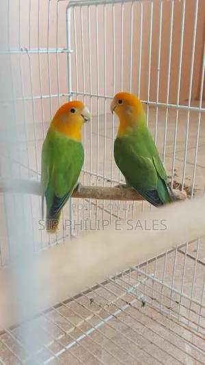 Cute Lovebirds