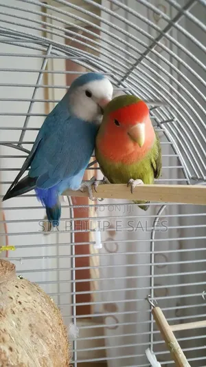 Cute Lovebirds