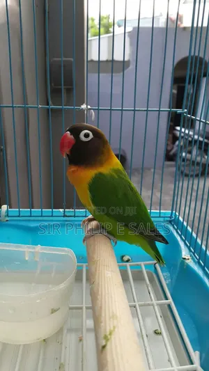 Cute Lovebirds