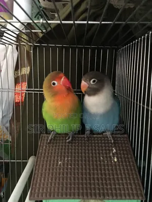 Cute Lovebirds