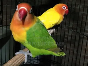 Cute Lovebirds