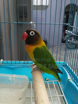 Cute Lovebirds
