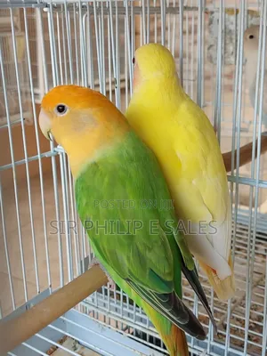 Cute Lovebirds