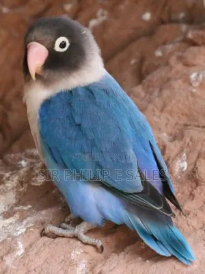 Cute Lovebirds