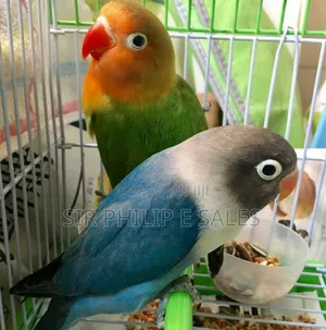 Cute Lovebirds