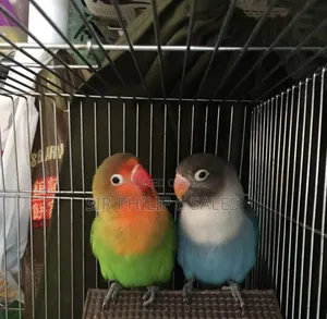 Cute Lovebirds