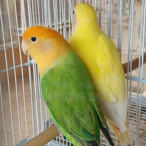 Cute Lovebirds