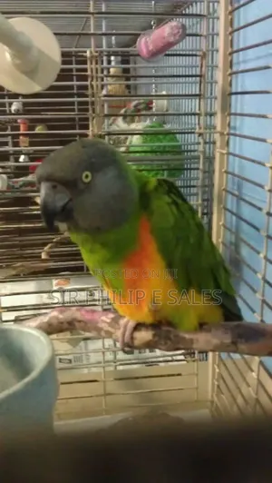 Senegal Lee