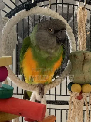 Senegal Lee