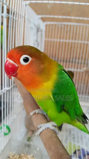 Senegal Lee