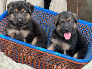 1-3 months Male Purebred German Shepherd