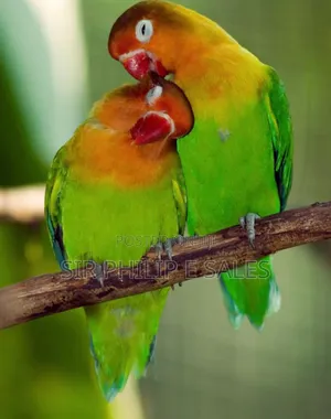 Cute Lovebirds,