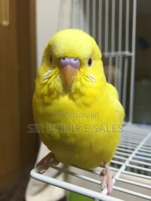 Budgies Bird