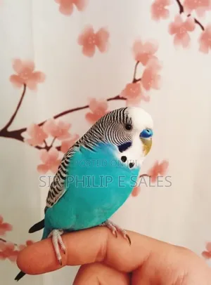 Budgie Bird