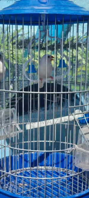 Foreign Canaries White Good Song