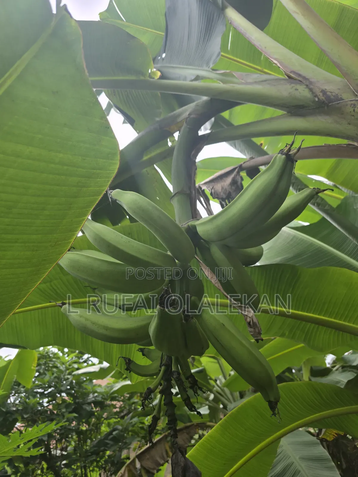 Matured Plantain