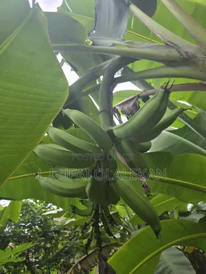 Matured Plantain
