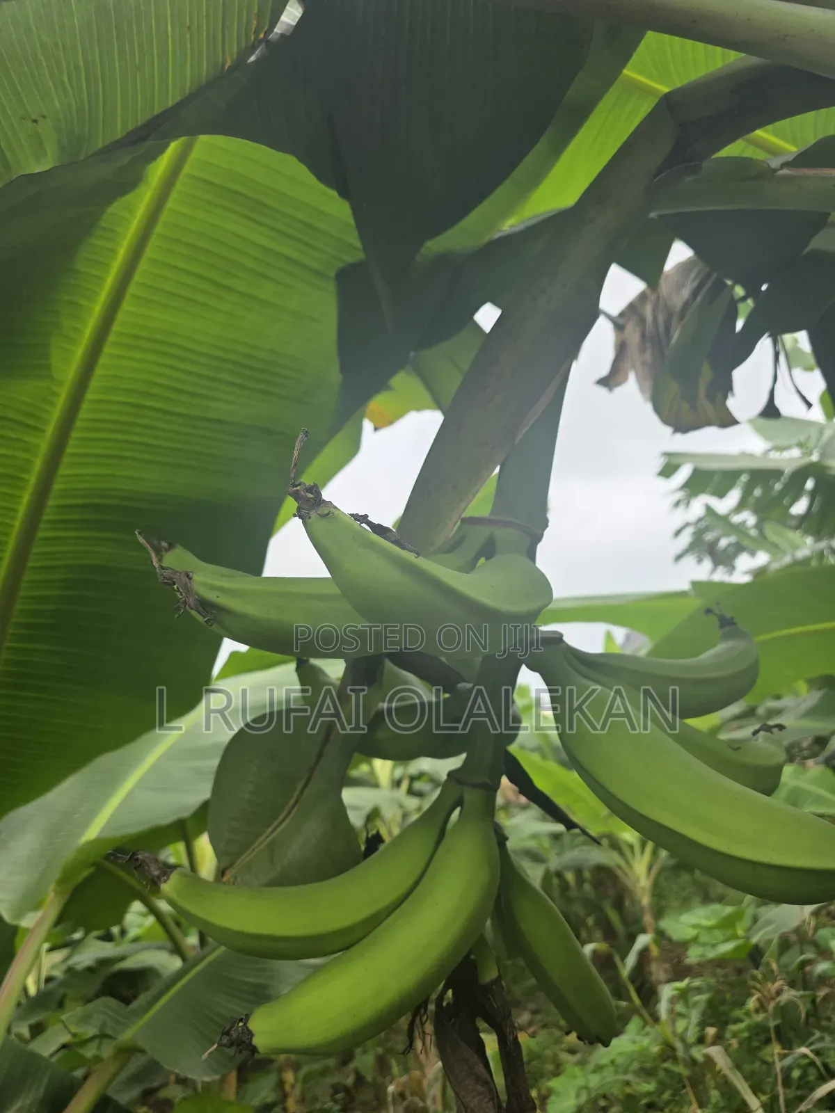 Matured Plantain