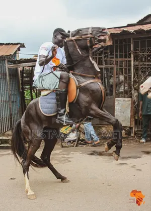 Horse for Rent