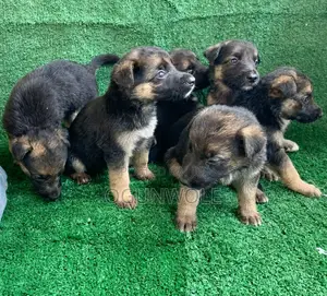 1-3 months Female Purebred German Shepherd