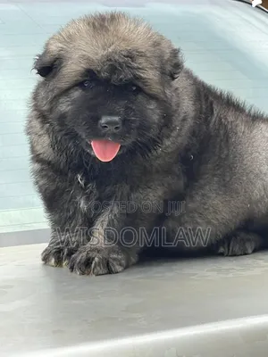1-3 months Male Purebred Caucasian Shepherd