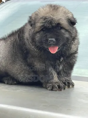 1-3 months Male Purebred Caucasian Shepherd