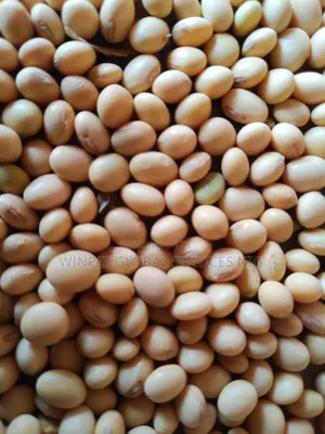 Soya Beans (Machine Cleaned)