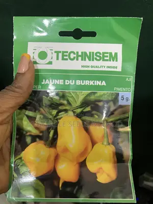 Jaune De Burkina Yellow Pepper