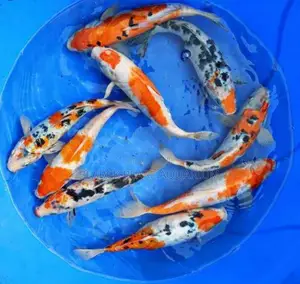 Aquarium Fishes