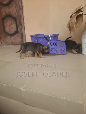 1-3 months Female Purebred German Shepherd