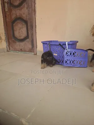 1-3 months Male Purebred German Shepherd