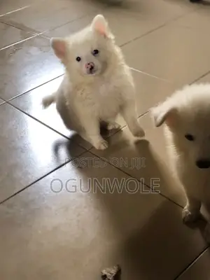 1-3 months Female Purebred American Eskimo