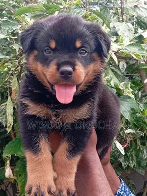 1-3 months Male Purebred Rottweiler