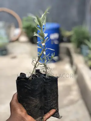 Lavender, Rosemary, Marigold, Thyme Plant
