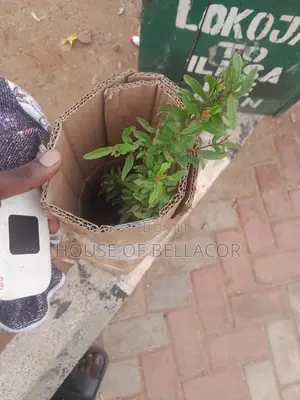 Pomegranate Plant