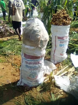 Freshly Harvest Ginger