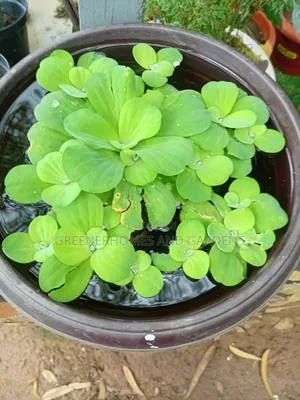 Water Lettuce