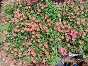 Portulaca Flowers